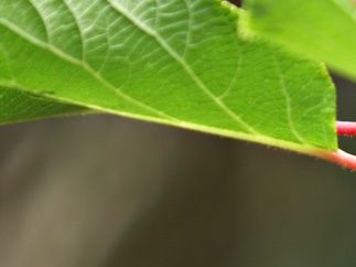 Actinidia deliciosa (Kiwi)