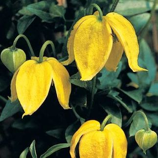 Clematis tangutica (Clématite de Mongolie)