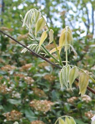 Wisteria x formosa 'Isai' (Glycine du Japon)