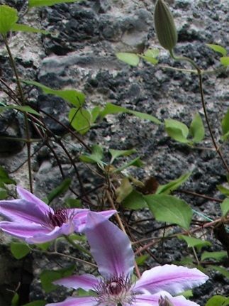Clematis L. 'Crystal Fountain' TM Fairyblue (Clématite)