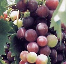 Vitis vinifera L. 'Alphonse Lavallée' (Vigne)