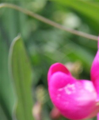 Lathyrus latifolius 'Red Pearl' (Pois vivace)