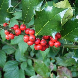 Ilex aquifolium - (Houx commun)