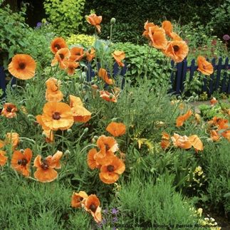 Papaver orientale 'Harvest Moon' - (Pavot)
