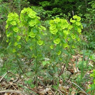 Euphorbia amygdaloïdes robbiae - (Euphorbe des bois)