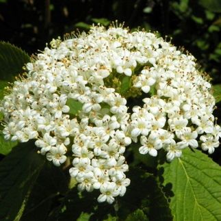Viburnum lantana - (Tatine)