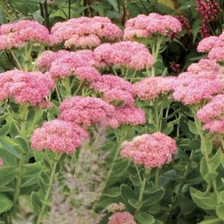 Sedum spectabile septemberglut - (Orpin remarquable)