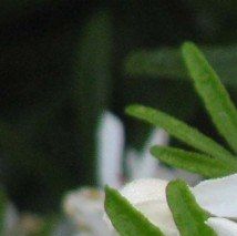 Choisya ternata 'White Dazzler' - (Oranger nain du Mexique)