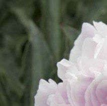 Pivoine 'Reine Hortense' - (Pivoine)