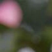 Pivoine 'Coral Sunset' - (Pivoine)