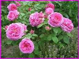 Rosier Madame de Sévigné