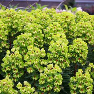 Euphorbia 'Baby Charm'