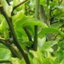 Poncirus trifoliata ld wallygrom - (Oranger amer)