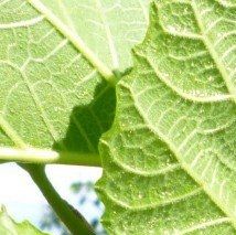Ficus carica jordan - (Figuier)