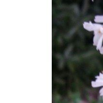 Abeliophyllum distichum - (Forsythia de Corée)