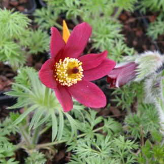 Pulsatilla vulgaris 'Rubra' - (Anémone pulsatille)