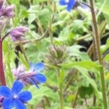 Anchus azurea 'Loddon Royalist' - (Buglosse)
