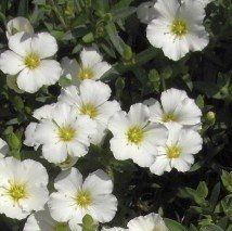 Arenaria montana