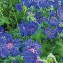 Geranium ibericum x libani 'Sabani Blue' - (Bec de grue)