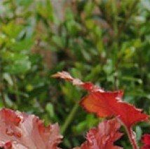Heuchera x micrantha 'Marmelade' - (Désespoir du peintre)