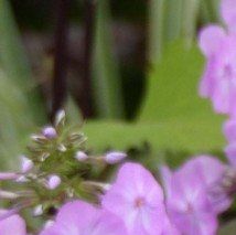 Phlox maculata 'Alpha' - (Phlox maculé)