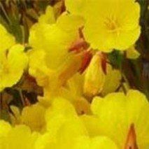 Oenothera fruticosa 'Sonnenwend' - (Onagre tétragone)