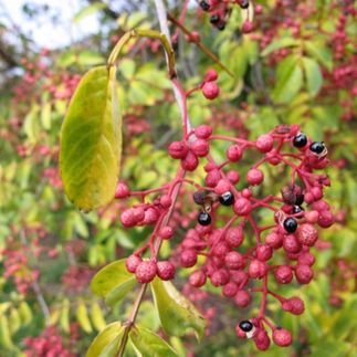 Zanthoxilum simulans - (Poivrier de Sichuan)