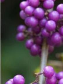 Callicarpa bodinieri giraldi 'Profusion' - (Arbuste aux bonbons)