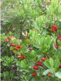 Arbousier - arbre à fraises atlantic