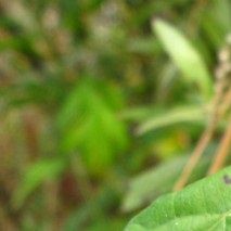 Ampelopsis glandulosa var. maximowiczii