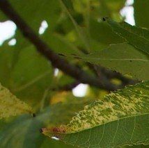 Liquidambar styraciflua aurea
