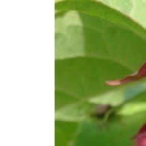 Leycesteria formosa 'Golden Lanterns - (Arbre aux faisans)