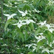 Cornus kousa chinensis - (Cornouiller kousa)