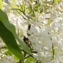 Wisteria floribunda ld Flower Girl - (Glycine du Japon)