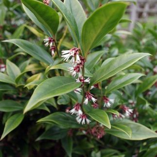 Sarcococca orientalis - (Buis de Noël)