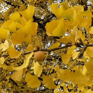 Ginkgo biloba - (Arbre aux 40 écus)