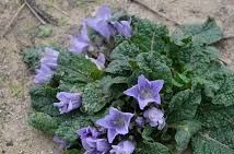 Mandragora autumnalis - (Mandragore)