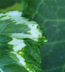 Hedera helix L. 'Goden Girl' - (Lierre des bois)