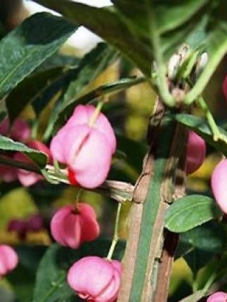 Euonymus phellomanus - (Fusain)