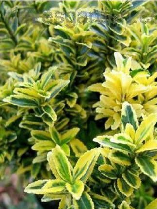 Fusain microphyllus aureovariegatus - (Fusain)
