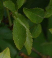 Rosa banksiae- (Rosier de Banks)