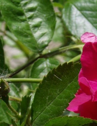 Rosa L. 'Cocktail ®' 'Meimick'