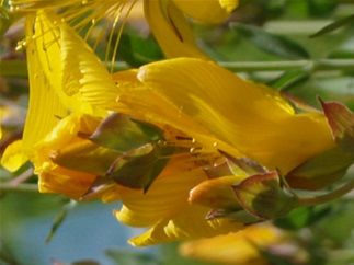 Hypericum olympicum L. - (Millepertuis du Mont olympe)