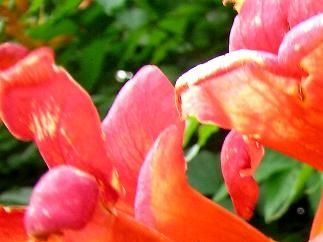 Campsis radicans 'Flava' - (Trompette de Virginie -Bignone)