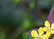 Lisymachia ciliata L. 'Firecracker' (Lysimiaque ciliée)