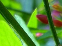 Jasminum beesanium (Jasmin rose)
