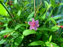 Jasminum beesanium (Jasmin rose)