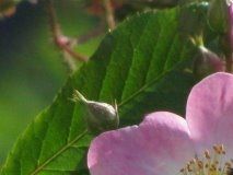Rosa L. Tapis Volant ® 'Lenplaty'