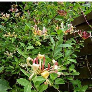 Lonicera henryi (Chèvrefeuille - Clématite de Henry)