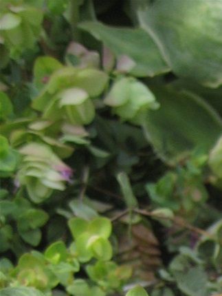 Origanum vulgare 'Kent Beauty' (Origan)